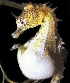 A baby seahorse emerges from its father's pouch.