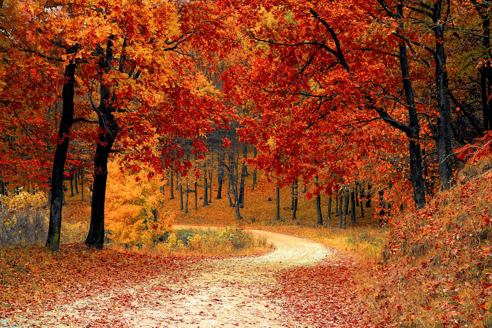 Brilliant reds and oranges characterize the fall.