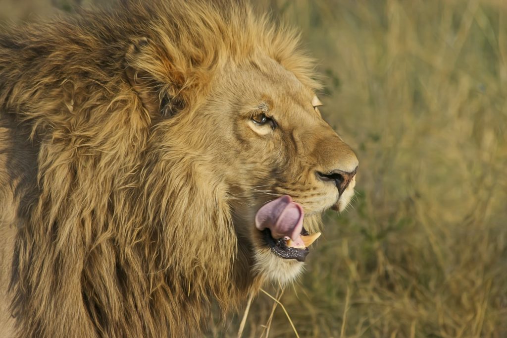 lion on green grass field
