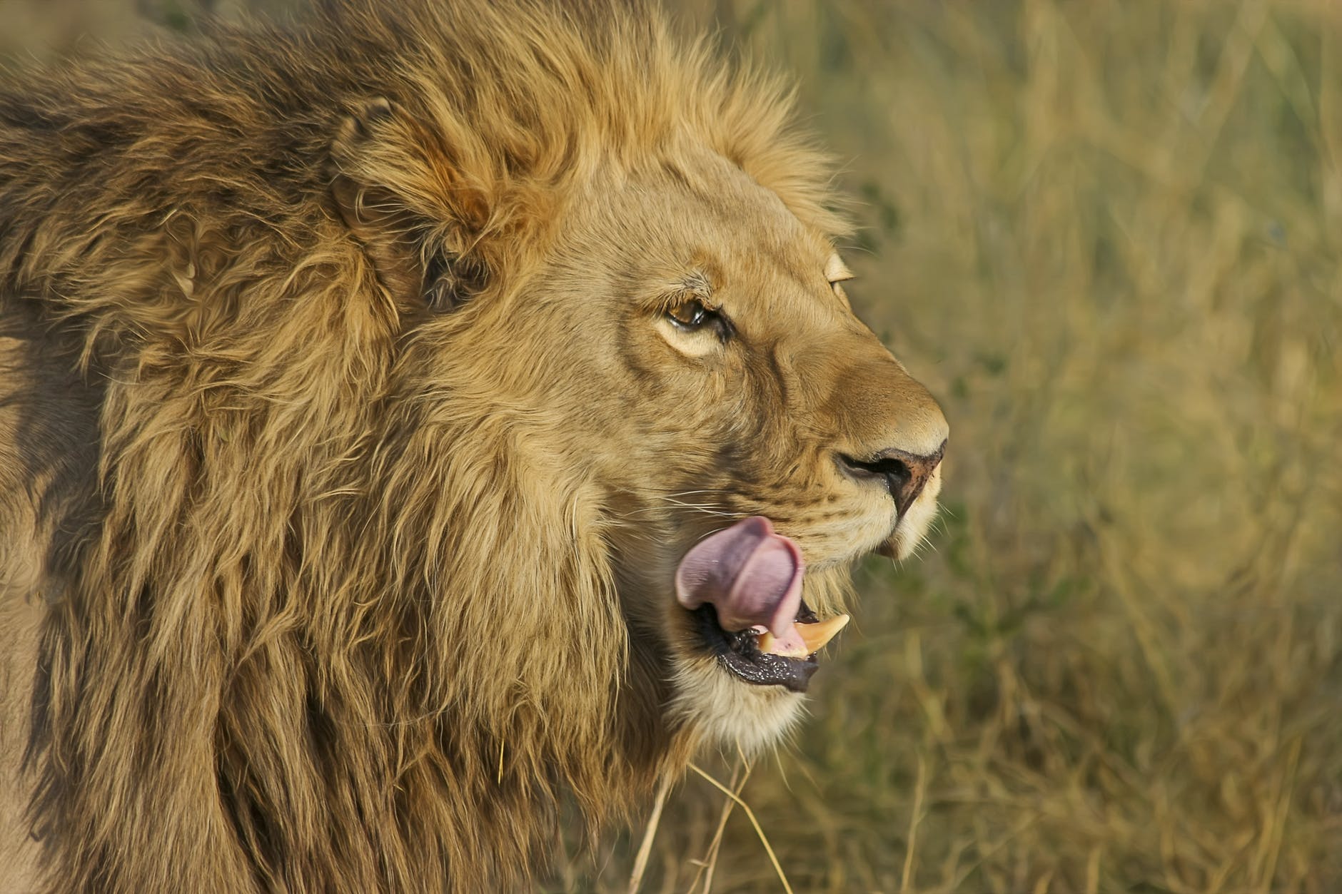 A lion licks his chops, presumably after chowing down on an inattentive humanoid.