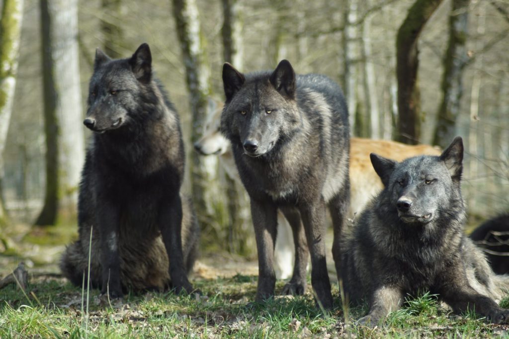 Three black wolves, probably part of the same pack and related as well.