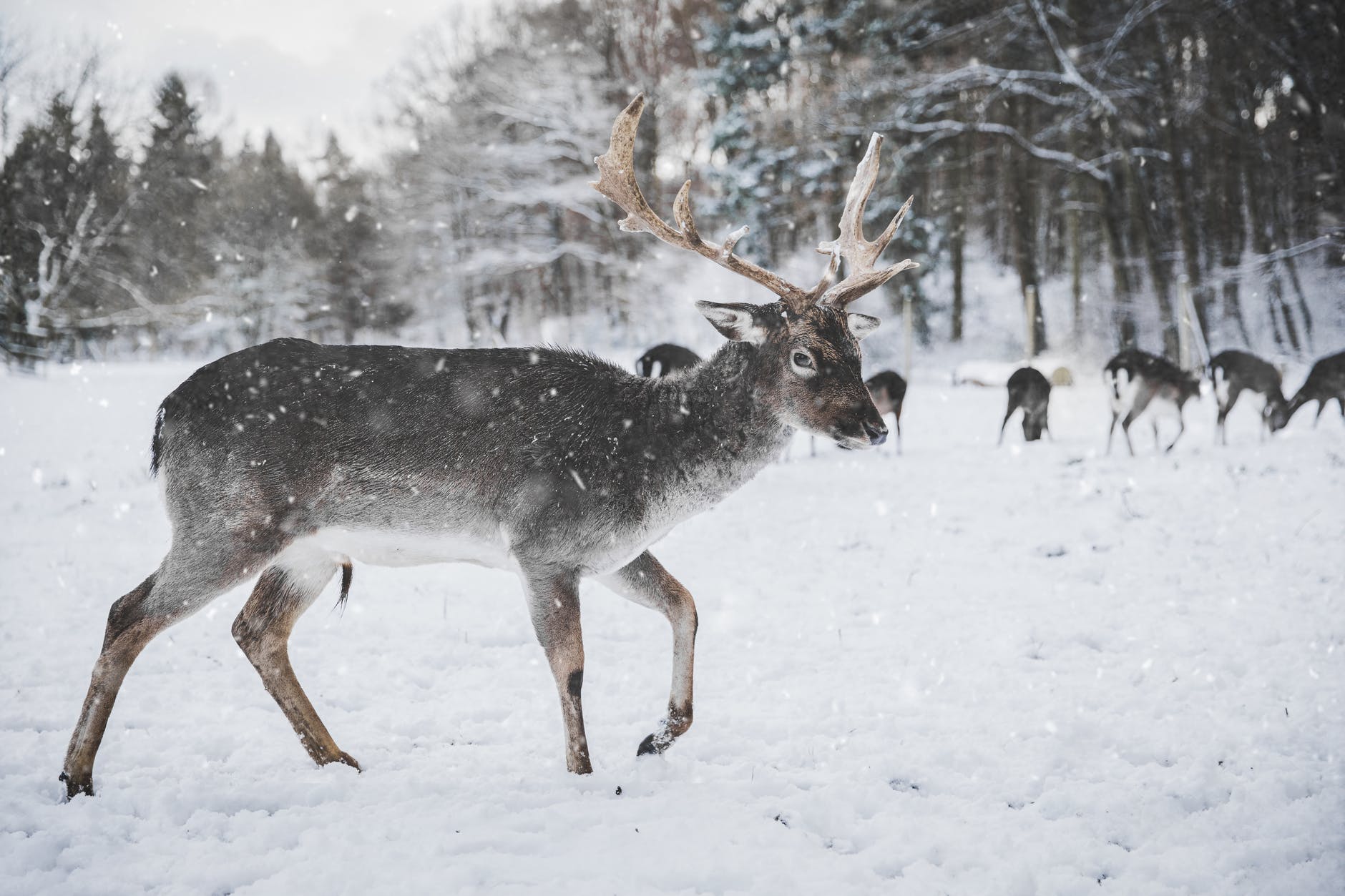 Female reindeer, like the one pictured here, have antlers in December, so Rudolph might actually be a chick.