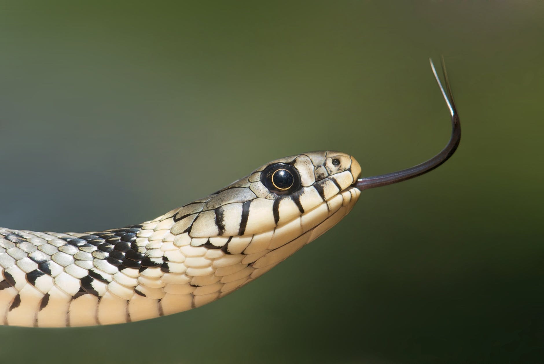 A snake with its tongue out, possibly testing the air temperature.