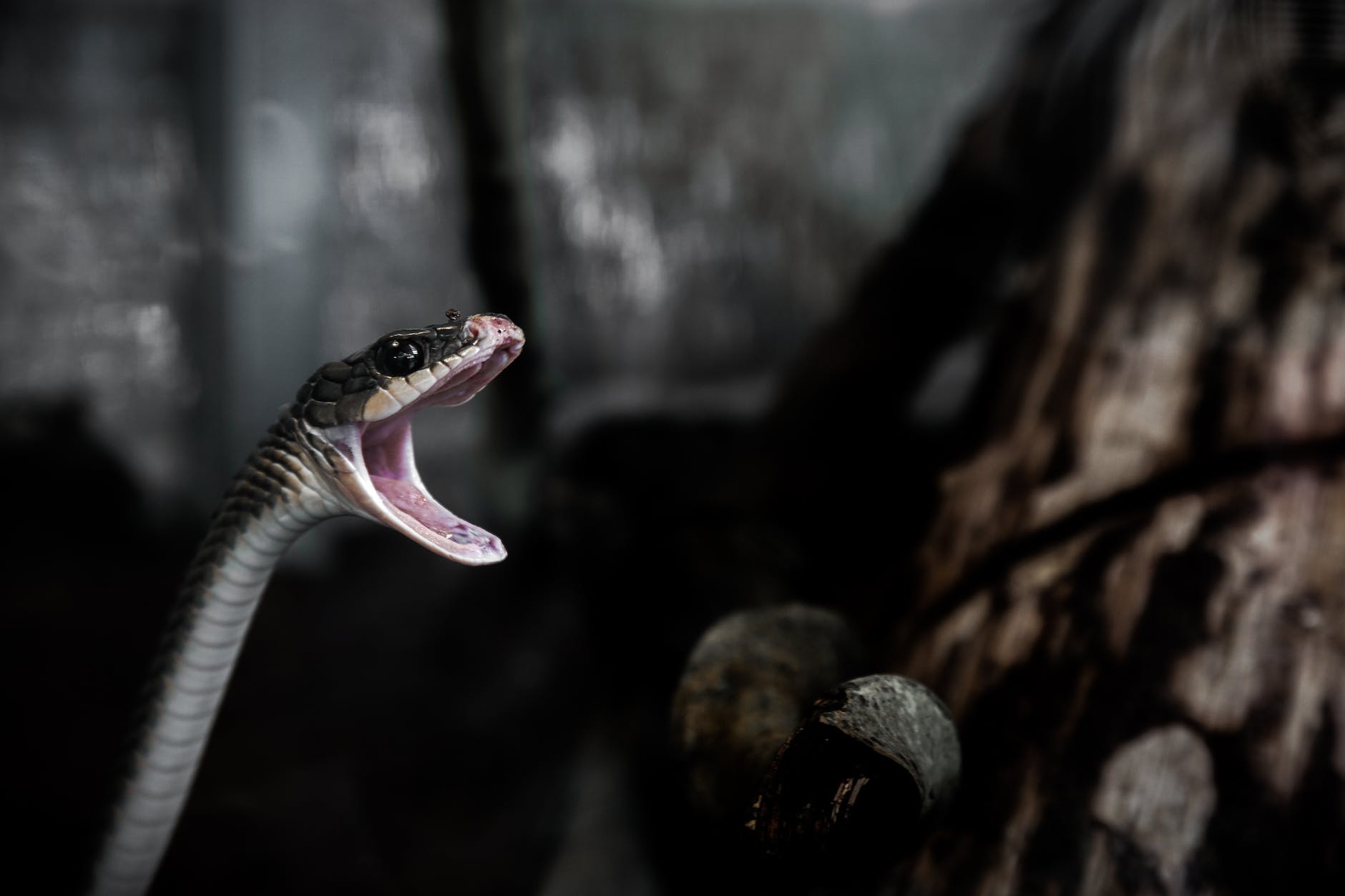A snake with its mouth open, possibly hissing or issuing a warning. It may have been startled.