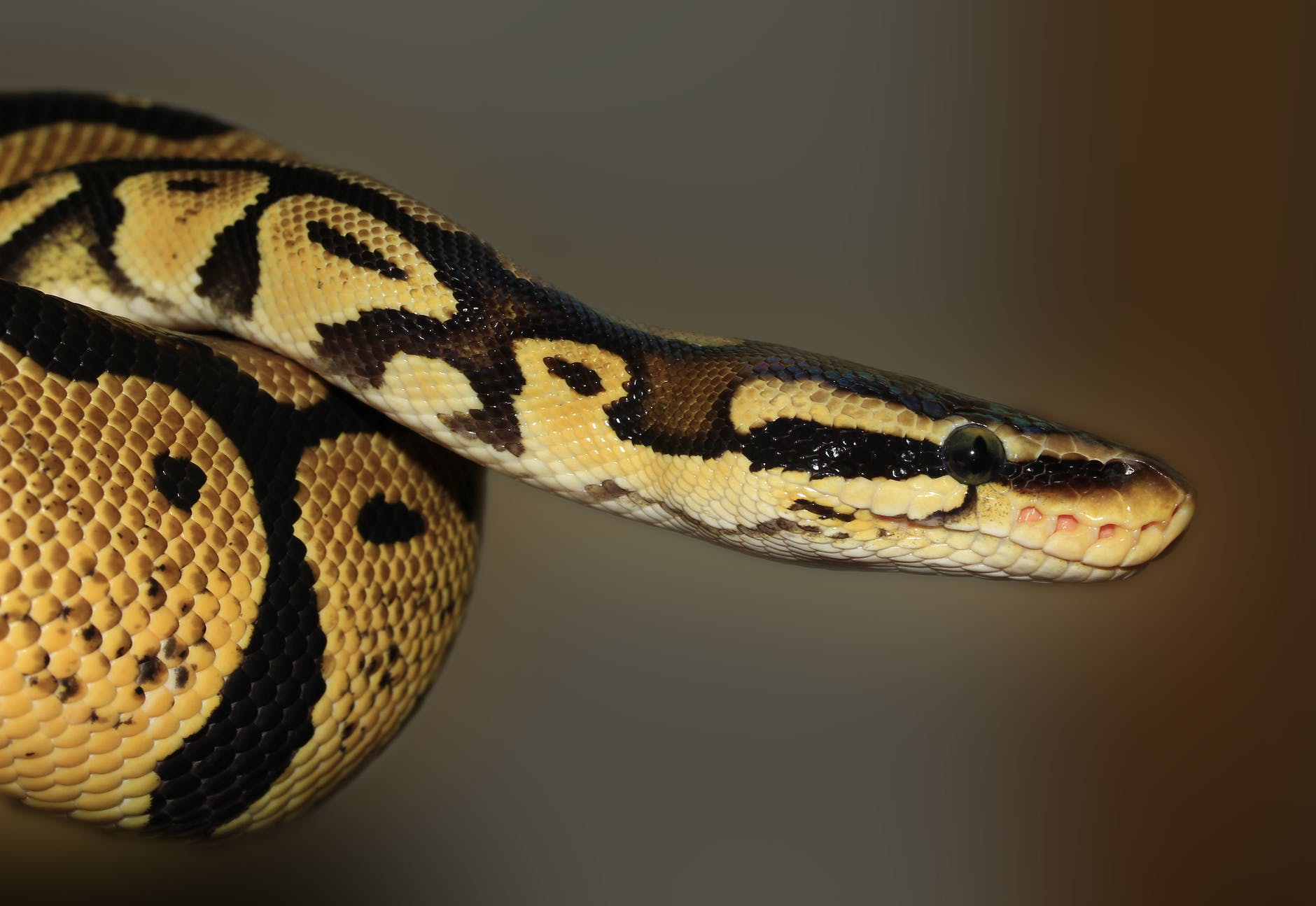 A brown python. Pythons typically develop hind limb buds, even though they have no limbs.