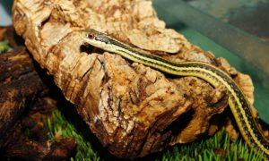 Garter snakes are totally harmless, but people may fear them anyway.
