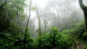 The jungle can often be dense and dark, as well as foggy, as depicted in Main Squeeze and this image.